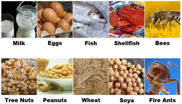 Common allergens: Milk, eggs, fish, shellfish, bees, tree nuts, peanuts, wheat, soya (soy beans), fire ants